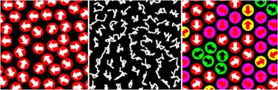 The Concept of Cooperative Dynamics in Simulations of Soft Matter